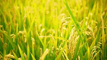 美丽江西永新山清水秀好风光,江西永新自然风景