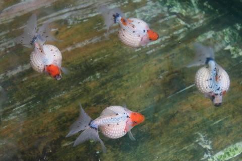 清朝正白旗旗人金鱼养殖心经:《虫鱼雅集》(下)