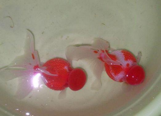 清朝正白旗旗人金鱼养殖心经:《虫鱼雅集》(下)