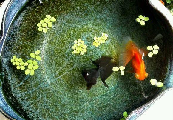 清朝正白旗旗人金鱼养殖心经:《虫鱼雅集》(下)