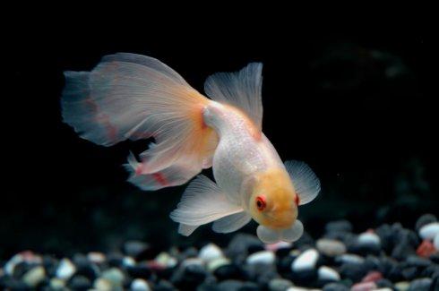 清朝正白旗旗人金鱼养殖心经:《虫鱼雅集》(下)