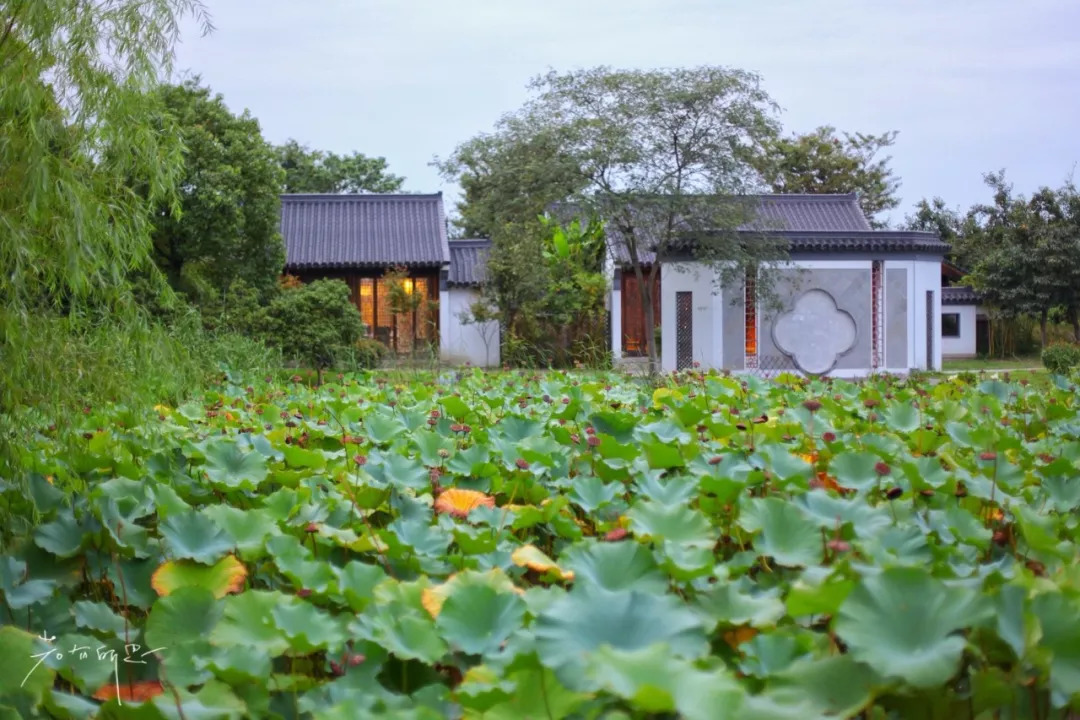 沙家浜二日游旅游攻略,沙家浜春节一日游攻略