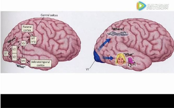 洪兰教授男女大脑思维差异完整版,洪兰教授男女大脑思维差异