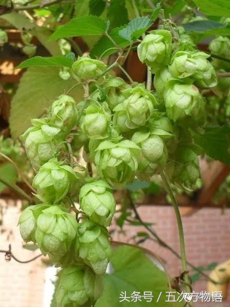 世界五大难喝饮料,五大难喝饮料排行榜