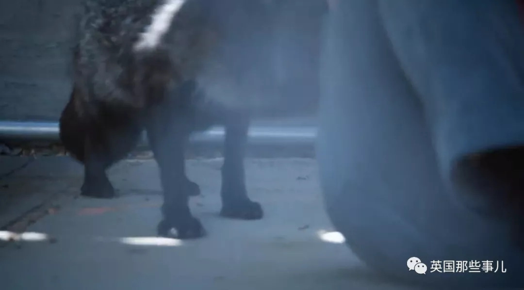 把狼驯化成牧羊犬,能把狼驯化成狗吗