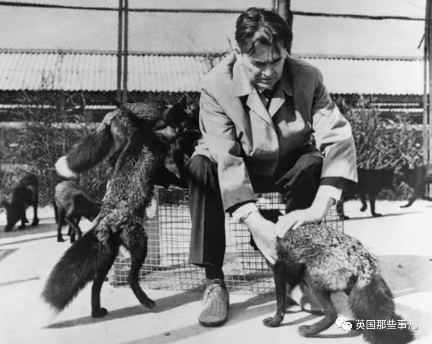 把狼驯化成牧羊犬,能把狼驯化成狗吗