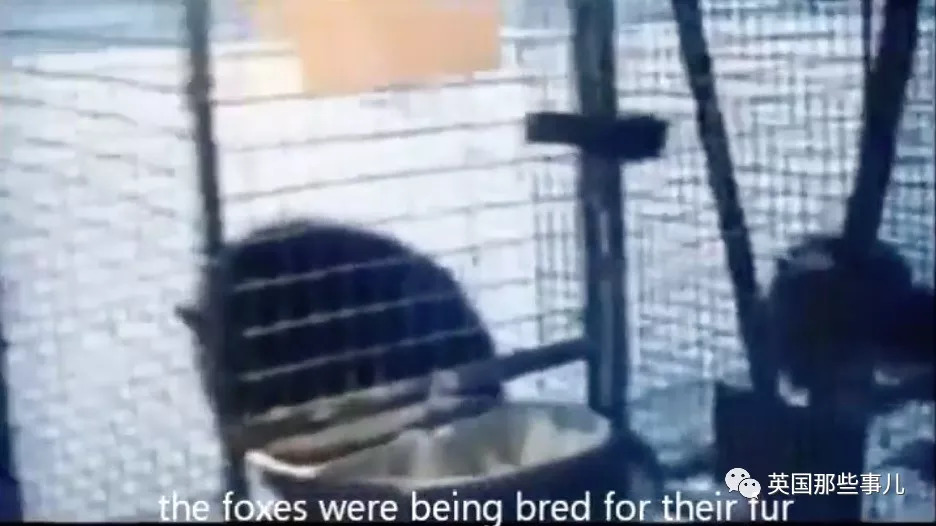 把狼驯化成牧羊犬,能把狼驯化成狗吗