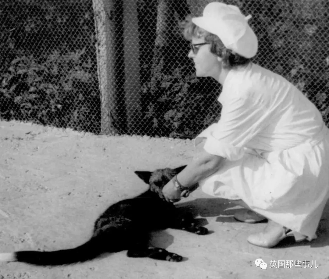 把狼驯化成牧羊犬,能把狼驯化成狗吗