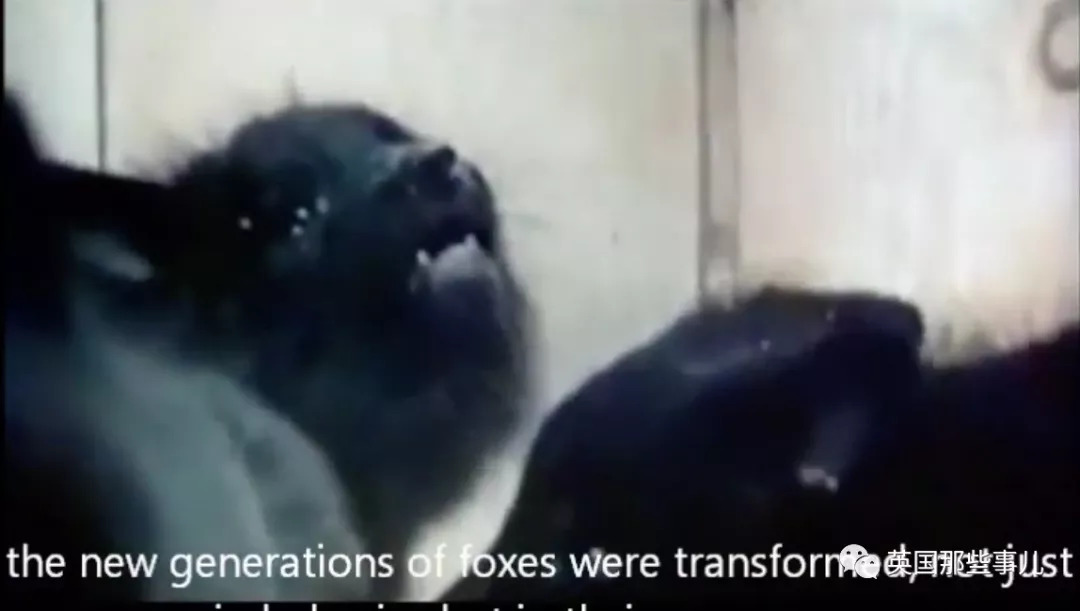 把狼驯化成牧羊犬,能把狼驯化成狗吗