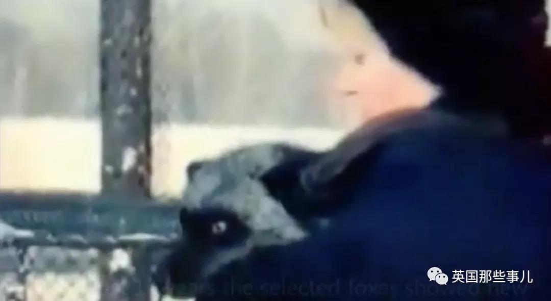 把狼驯化成牧羊犬,能把狼驯化成狗吗