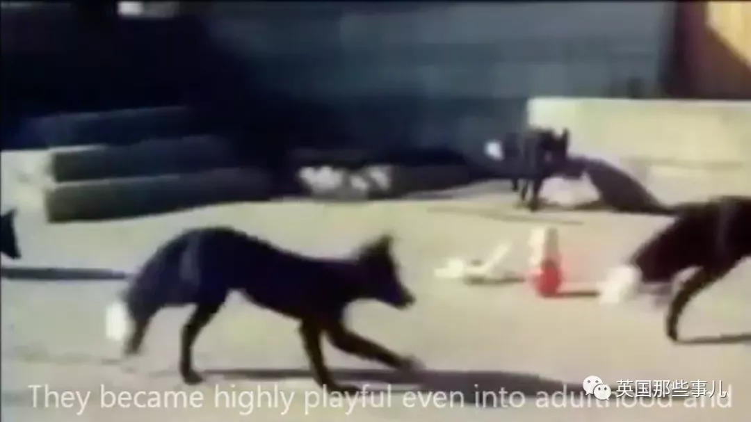 把狼驯化成牧羊犬,能把狼驯化成狗吗