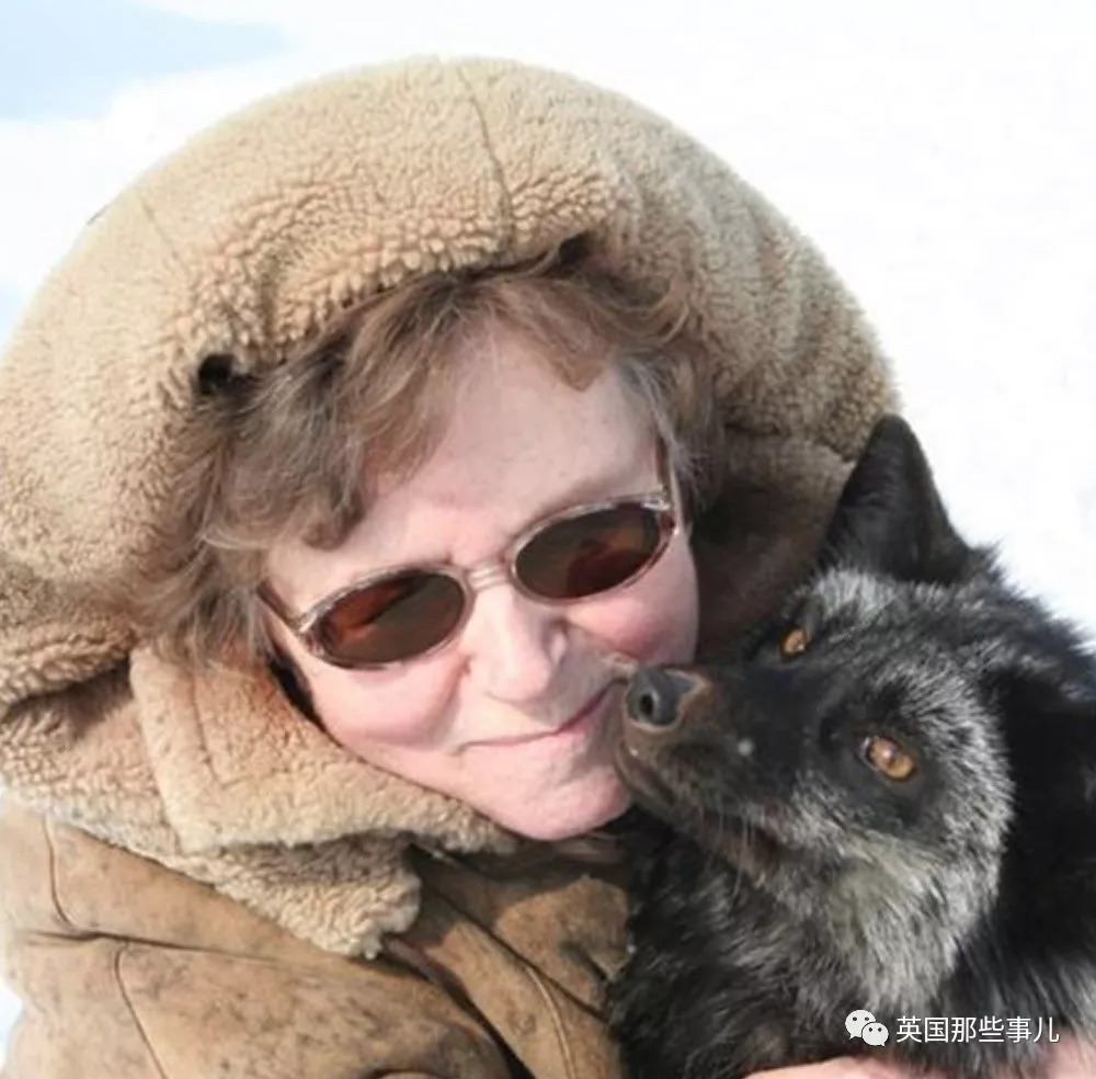 把狼驯化成牧羊犬,能把狼驯化成狗吗