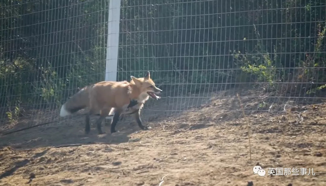 把狼驯化成牧羊犬,能把狼驯化成狗吗