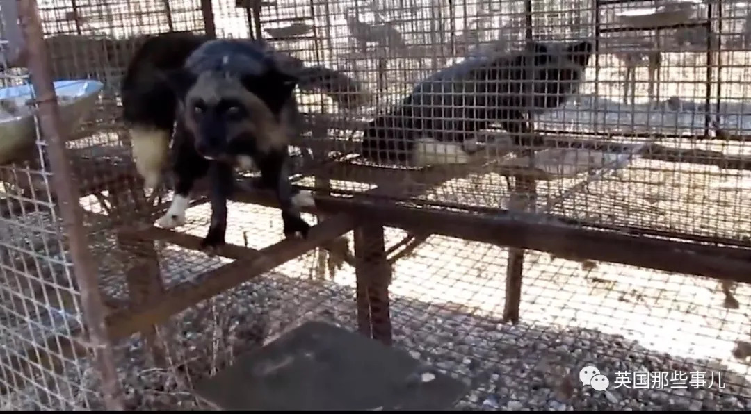 把狼驯化成牧羊犬,能把狼驯化成狗吗