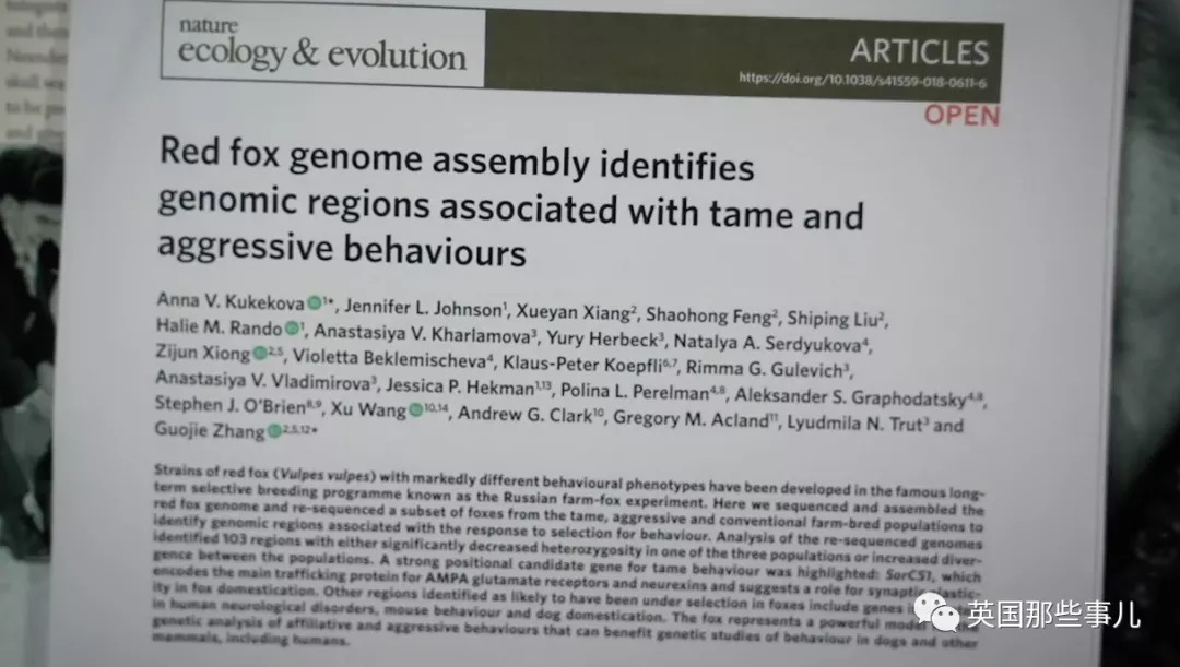 把狼驯化成牧羊犬,能把狼驯化成狗吗