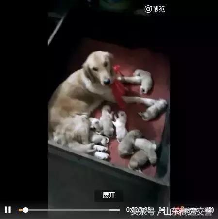 爆笑!收到2米多高代购清单的男子代购回来啦!「蜀黍周趣闻‖NO.43」