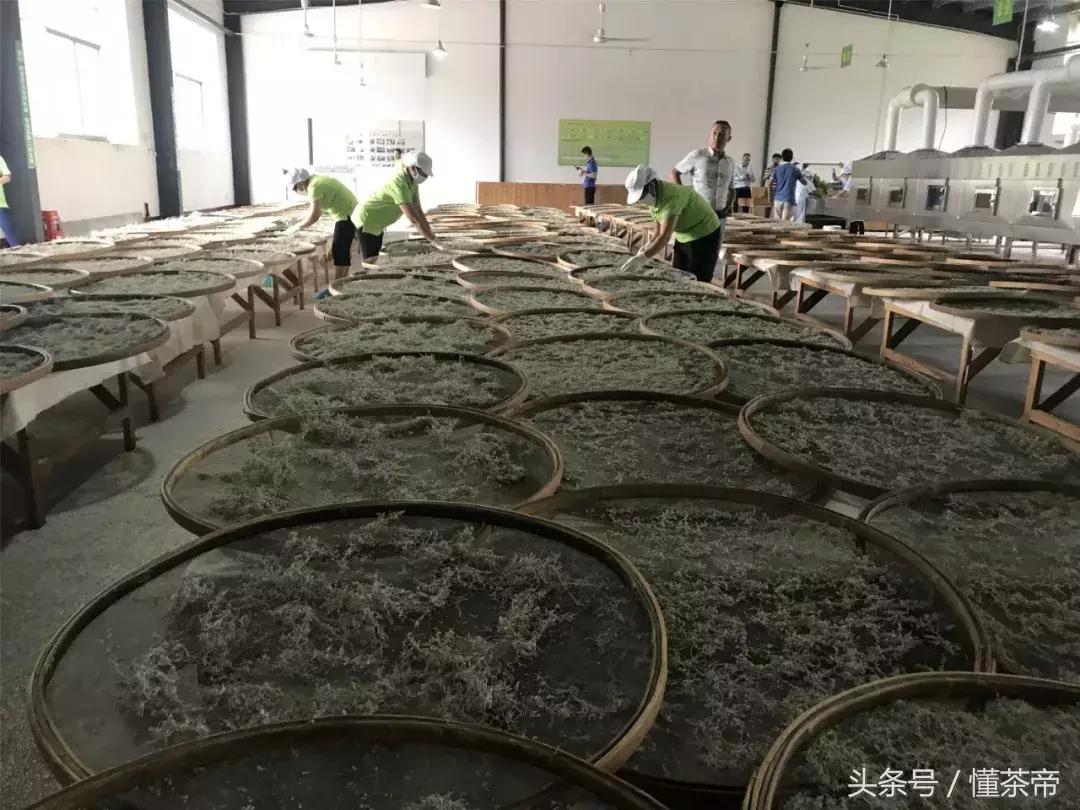 张家界神仙茶,张家界神茶