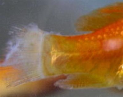 观赏鱼白点病和水霉的区别,观赏鱼白霉病最好治疗方法