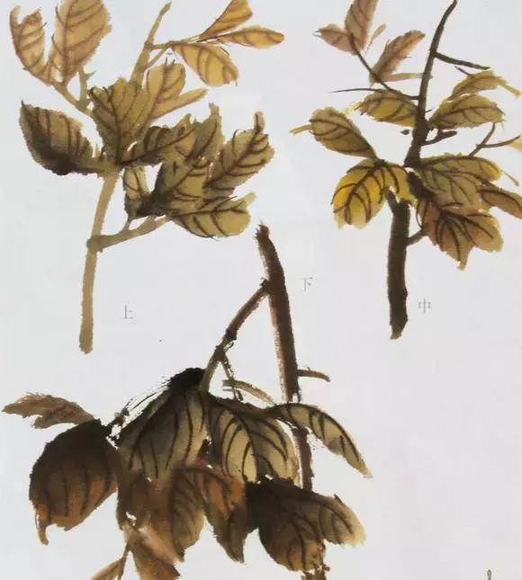 国画牡丹叶子怎样布局,国画牡丹叶子的布局