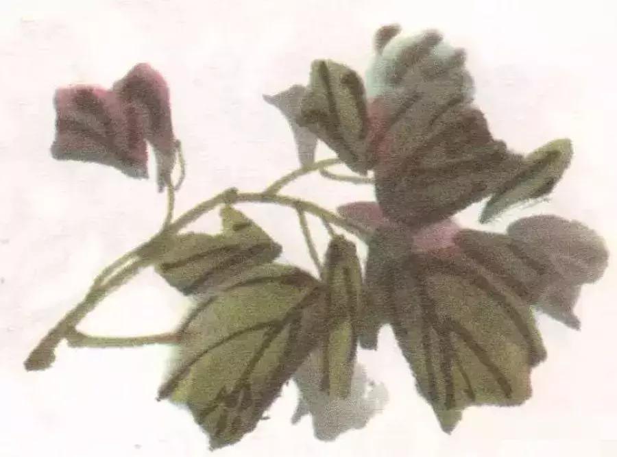 国画牡丹叶子怎样布局,国画牡丹叶子的布局