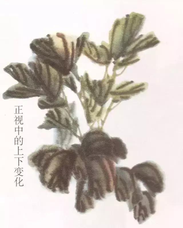 国画牡丹叶子怎样布局,国画牡丹叶子的布局