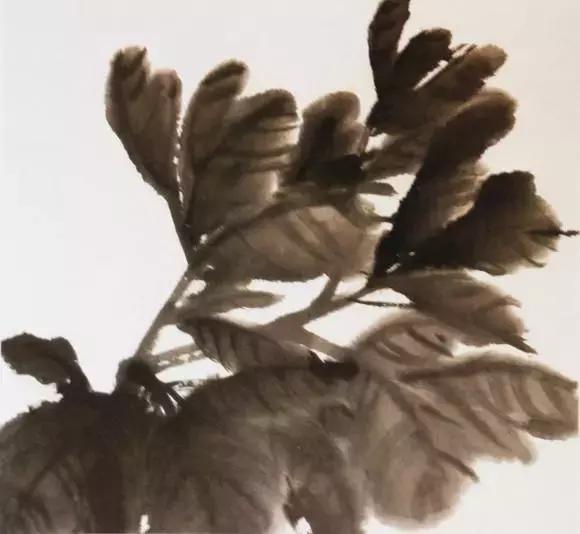 国画牡丹叶子怎样布局,国画牡丹叶子的布局