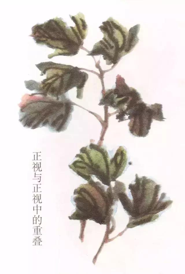 国画牡丹叶子怎样布局,国画牡丹叶子的布局