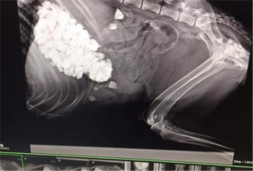 狗狗突然呕吐是什么原因怎么治疗,狗狗呕吐的原因和治疗策略