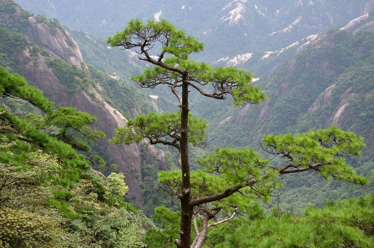 八月的黄山风景,独一无二的一品黄山
