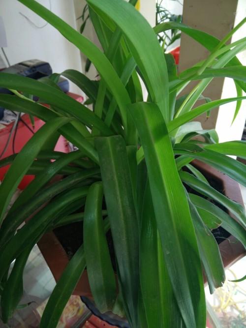 吊兰叶子总是会折断,吊兰叶子打折是怎么回事