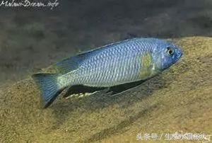马拉维湖只有鲷鱼吗,马拉维湖慈鲷温度