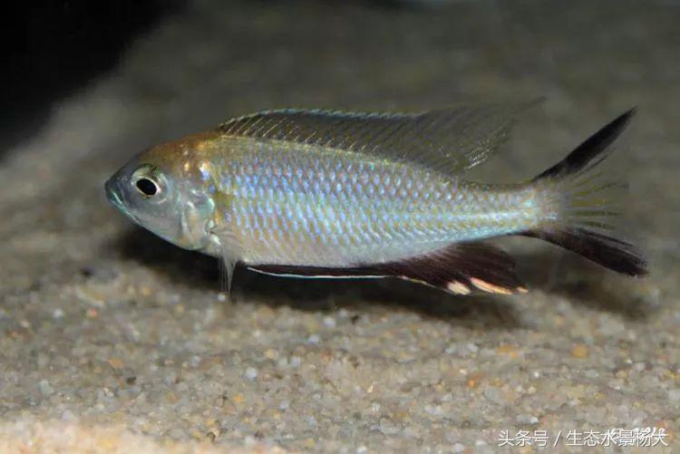 马拉维湖只有鲷鱼吗,马拉维湖慈鲷温度