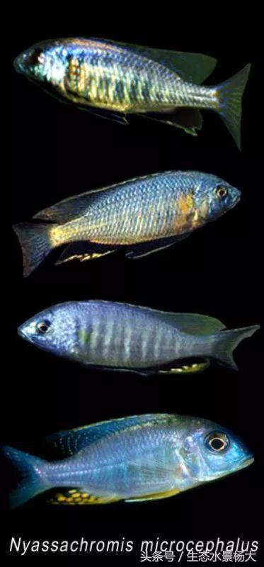 马拉维湖只有鲷鱼吗,马拉维湖慈鲷温度