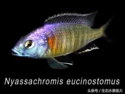 马拉维湖只有鲷鱼吗,马拉维湖慈鲷温度