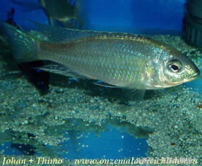 马拉维湖只有鲷鱼吗,马拉维湖慈鲷温度