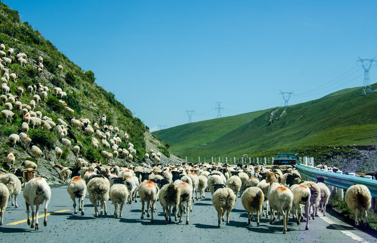 巴音布鲁克草原九曲十八弯天鹅湖,巴音布鲁克九曲黄河十八弯在哪里