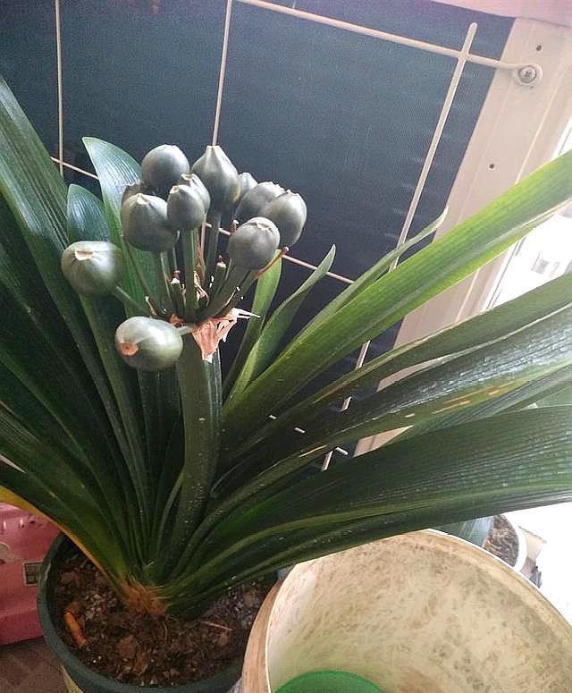 君子兰结种子了,君子兰能结种子吗