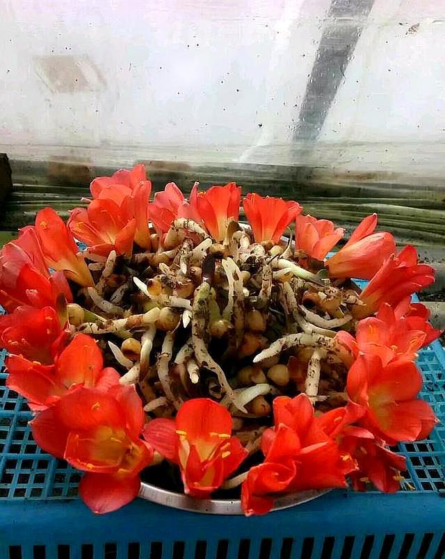 君子兰结种子了,君子兰能结种子吗