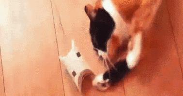 怎么做逗猫神器不用双面胶的,一根羽毛怎么做逗猫神器