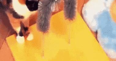 怎么做逗猫神器不用双面胶的,一根羽毛怎么做逗猫神器