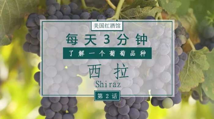 西拉澳洲葡萄,西拉澳洲红葡萄酒