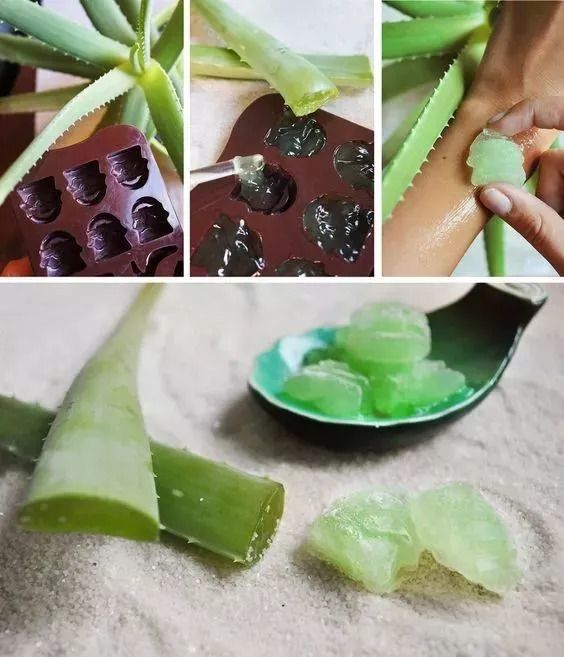 家里养一叶兰的功效,3种花最养人家里养一盆有益健康