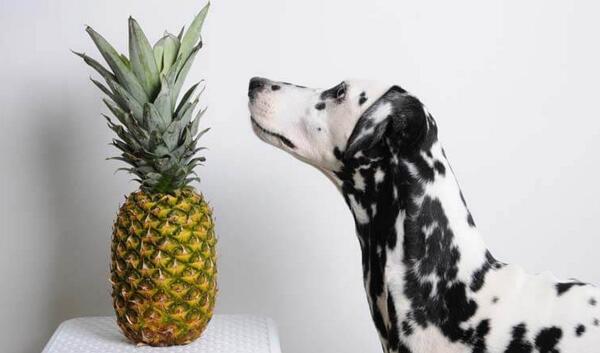 狗狗禁止食用的水果,这几种蔬菜狗狗一定不能吃