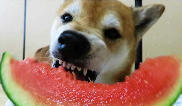 狗狗禁止食用的水果,这几种蔬菜狗狗一定不能吃