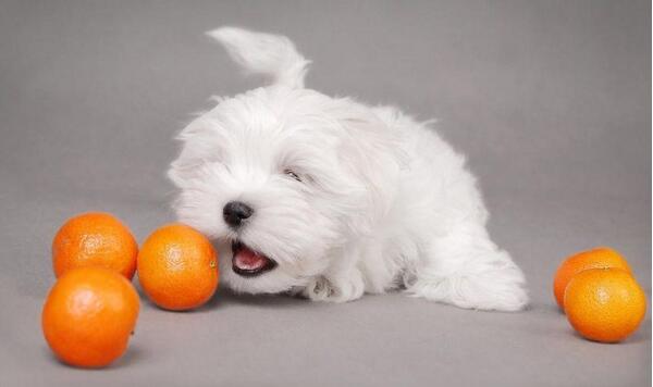 狗狗禁止食用的水果,这几种蔬菜狗狗一定不能吃