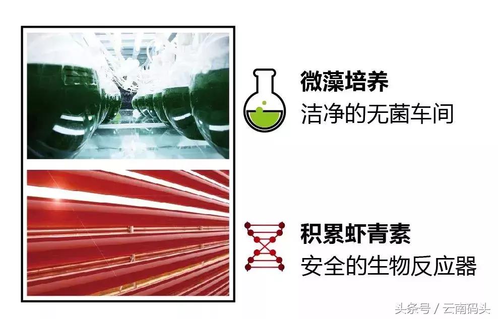 全世界排名前十的虾青素有哪些,厉害了我的国国货黑科技