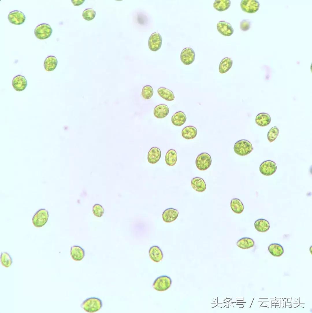 全世界排名前十的虾青素有哪些,厉害了我的国国货黑科技