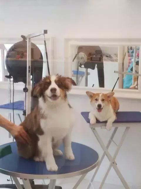 三文鱼跟牛肉怎么自制狗粮,三文鱼牛肉狗粮