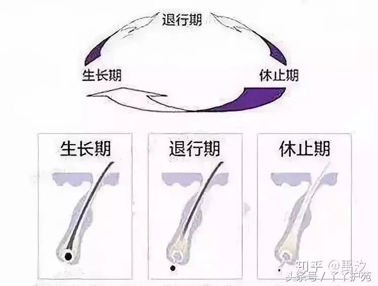 为什么脱发的人越来越年轻,为什么当代年轻人脱发越来越普遍