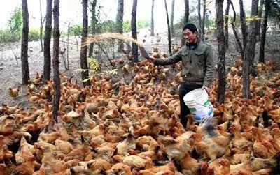 厨师辞职的十大原因,厨师辞职的三大原因